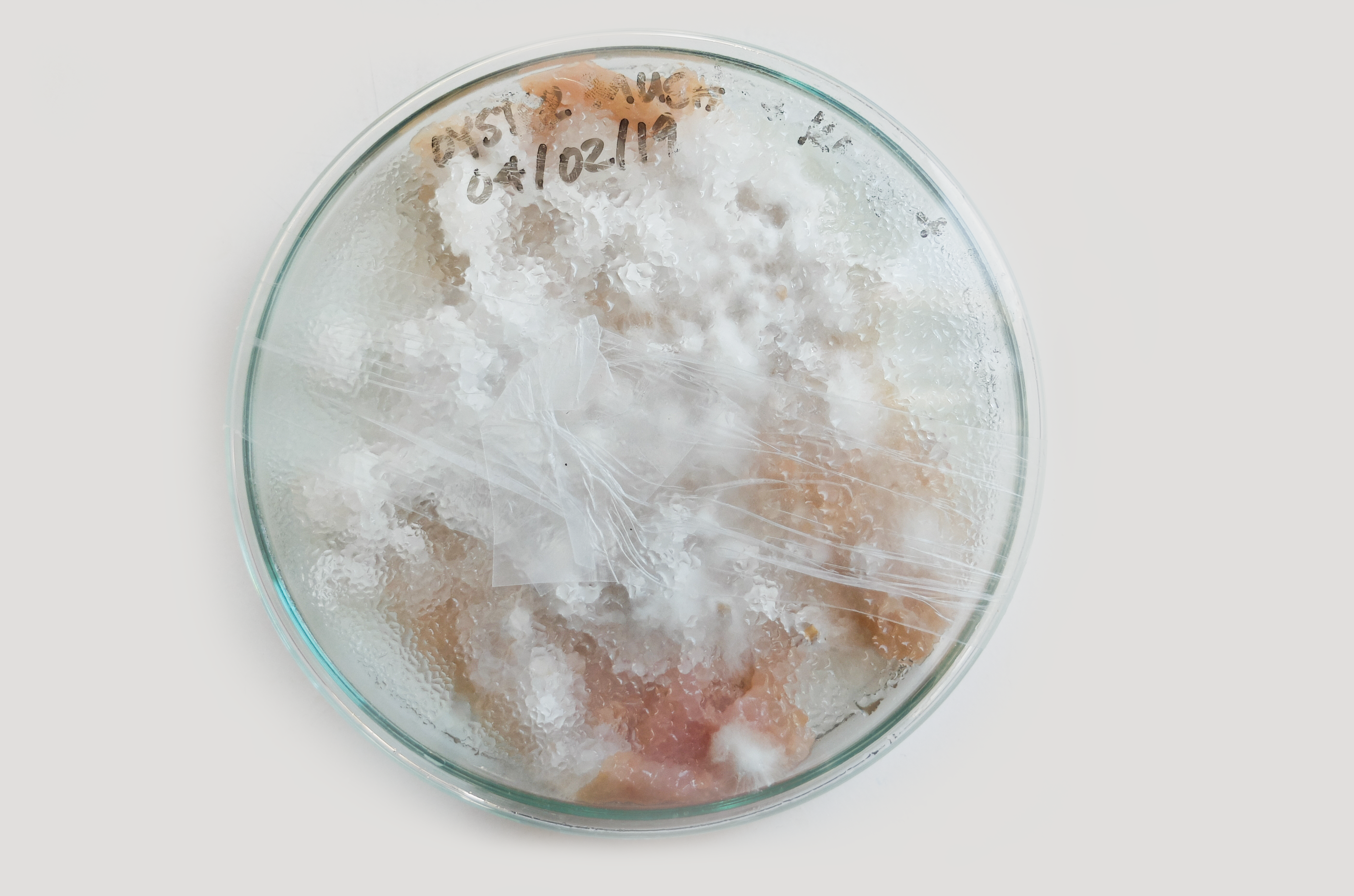Myceliation of bacterial cellulose in Petri