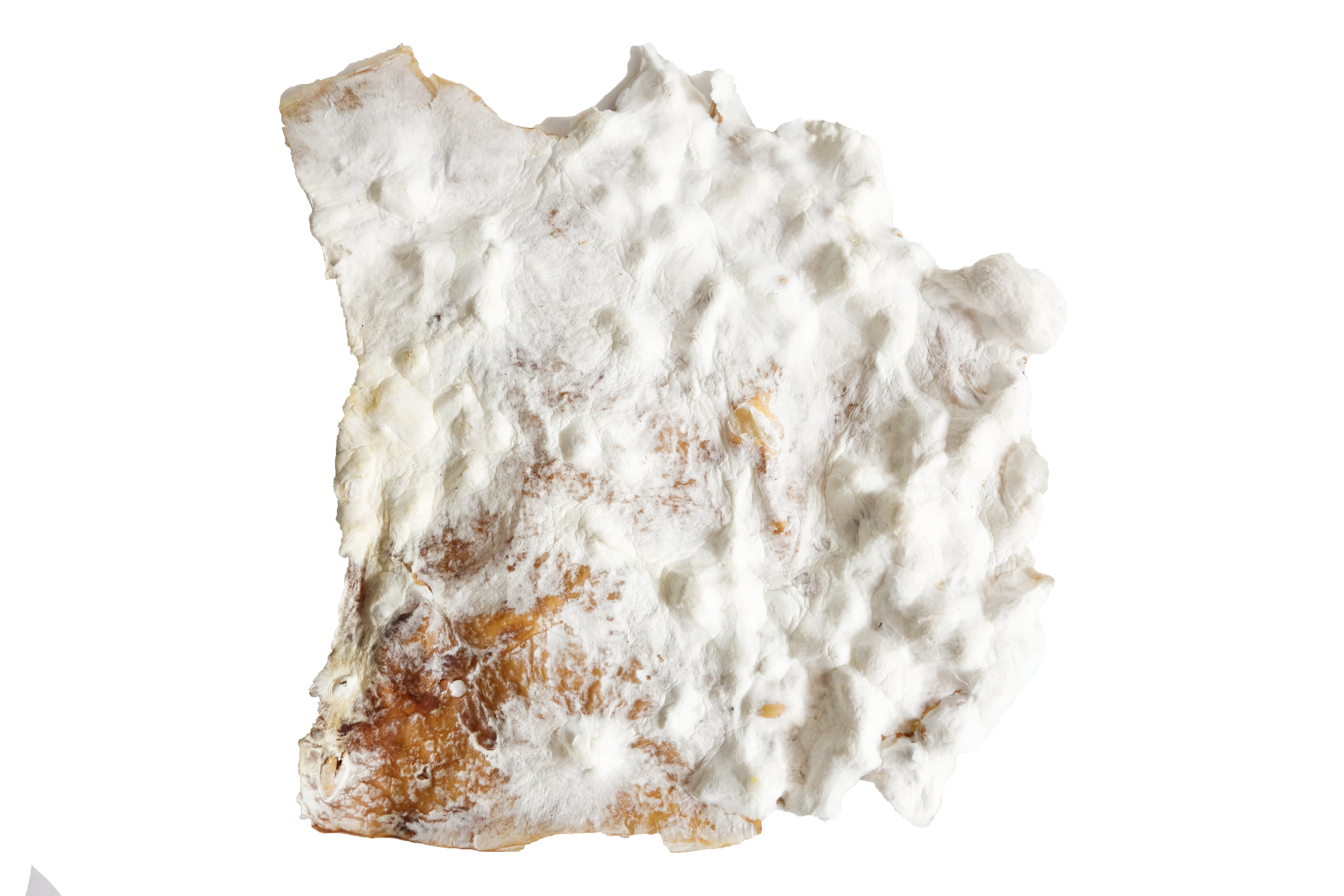 First results mycelium-bacterial cellulose composite